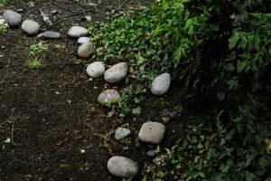 A row of smooth grey stones lining a path beside green ivy