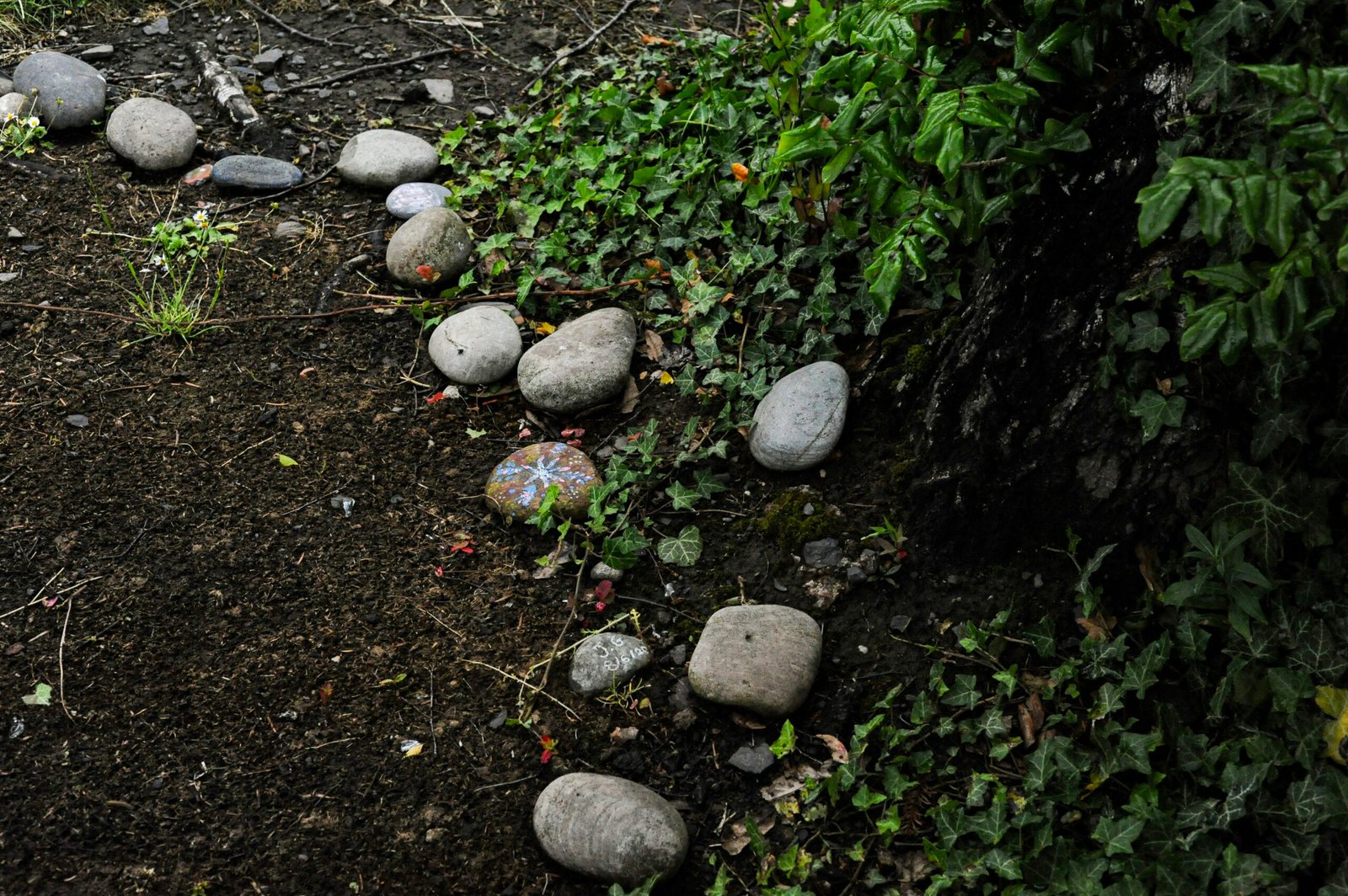 A row of smooth grey stones lining a path beside green ivy